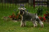 SCHNAUZER NAIN 094